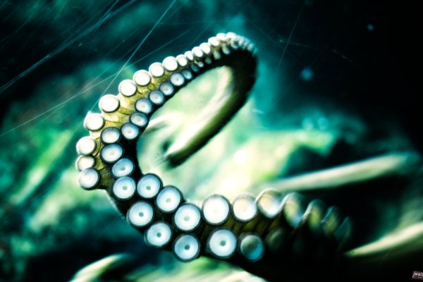 Kraken это современный маркетплейс