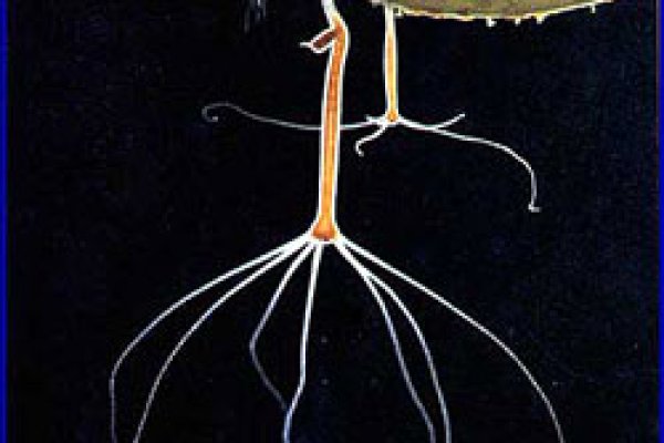 Кракен зеркало рабочее onion