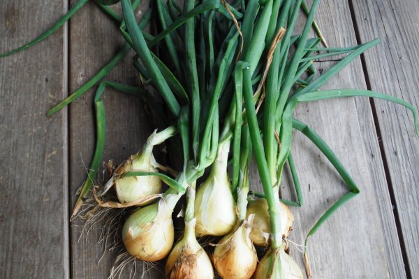 Ссылка на кракен onion kraken dark link